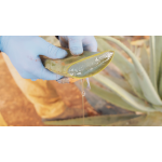 Aloe Arborescens Papaya da 500 gr utile al benessere e sostegno gastrointestinale - immagine 3