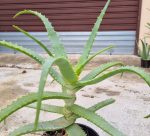 Pianta di Aloe Arborescens – Certificata Bio – 1 anno