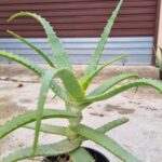 Pianta di Aloe Arborescens – Certificata Bio – 1 anno