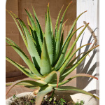 Pianta di Aloe Arborescens Miller – Certificata Bio – 5 anni