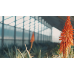 Aloe Arborescens Papaya da 500 gr utile al benessere e sostegno gastrointestinale - immagine 5