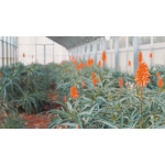 Aloe Arborescens Papaya da 500 gr utile al benessere e sostegno gastrointestinale - immagine 7