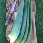 Foglie di Aloe Arborescens – Certificate Bio – 1kg