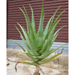 Pianta di Aloe Arborescens Miller – Certificata Bio – 3 anni