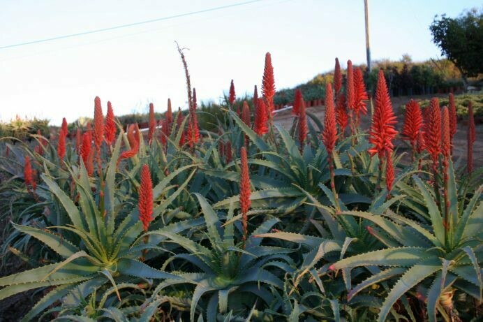 Filari di Aloe arborescens coltivati all’interno delle serre di Energia delle Piante