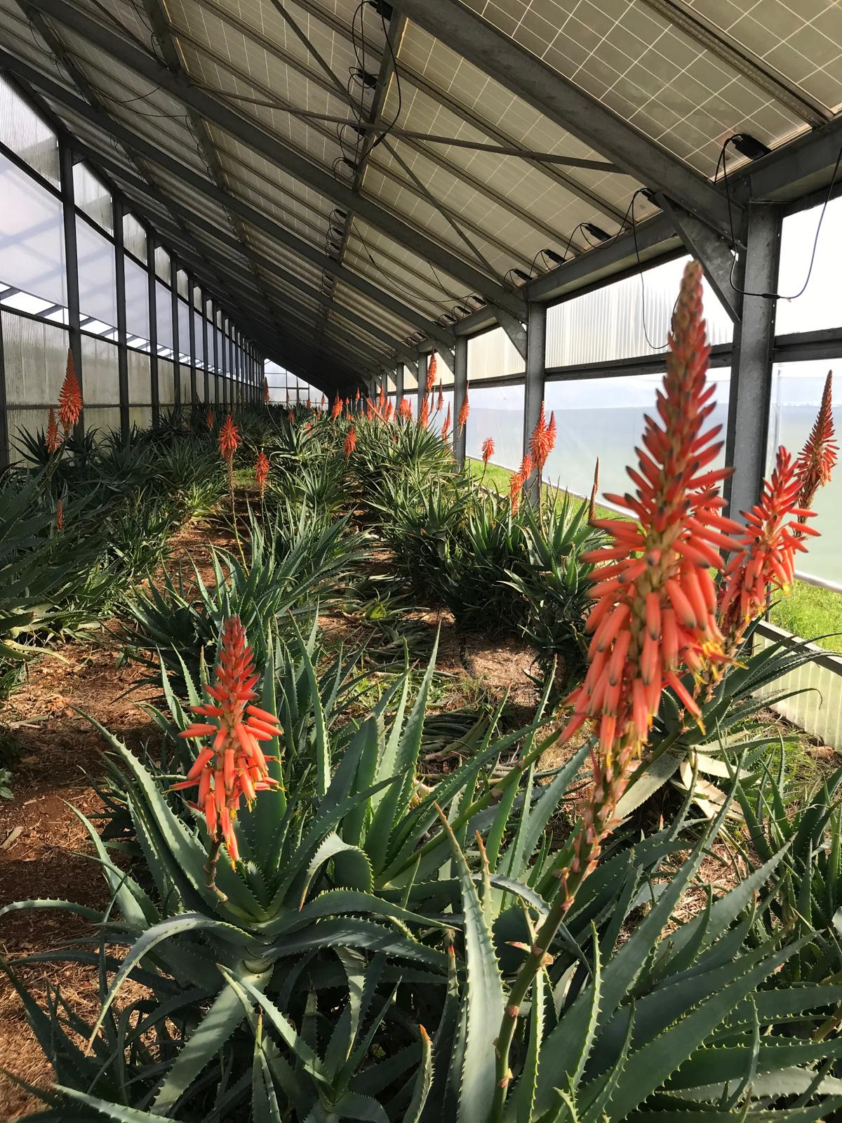 Veduta interna delle serre con filari di Aloe arborescens