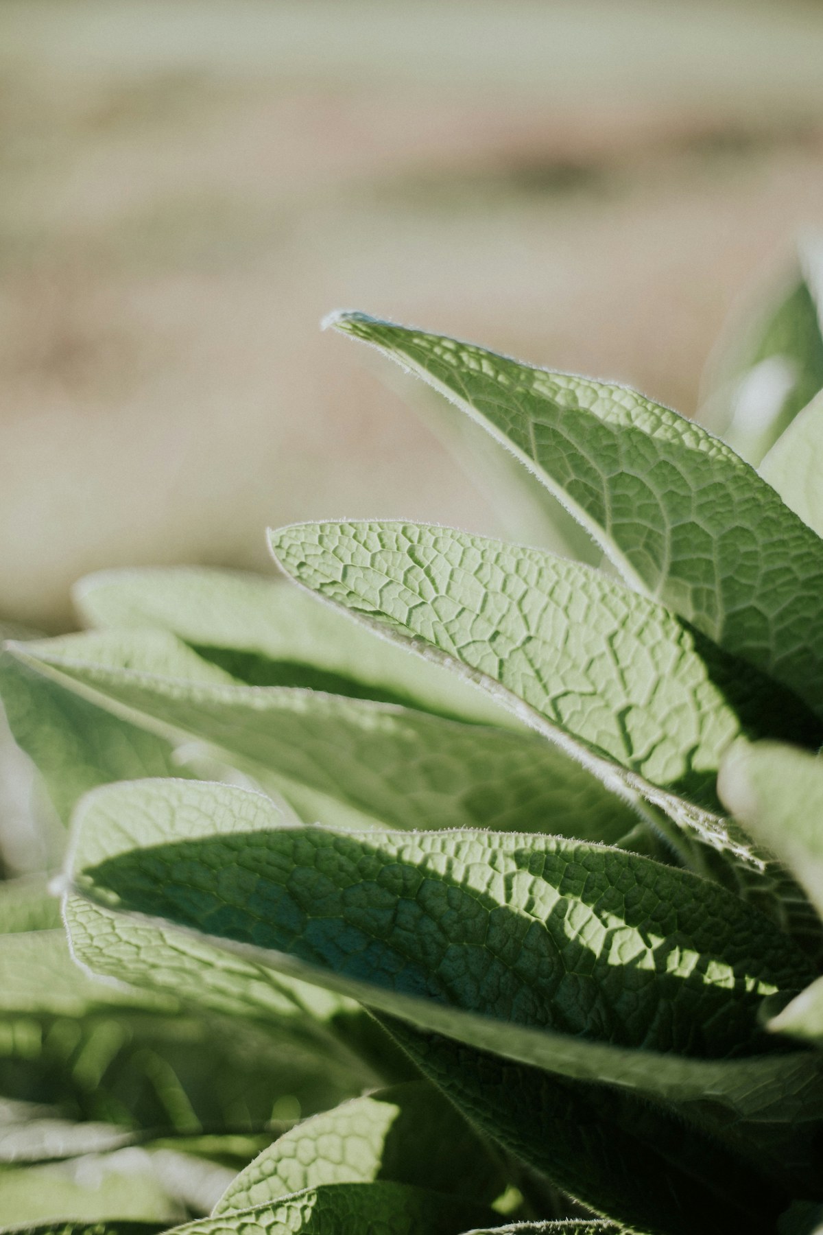Foglie verdi di erbe botaniche, illuminate da luce naturale
