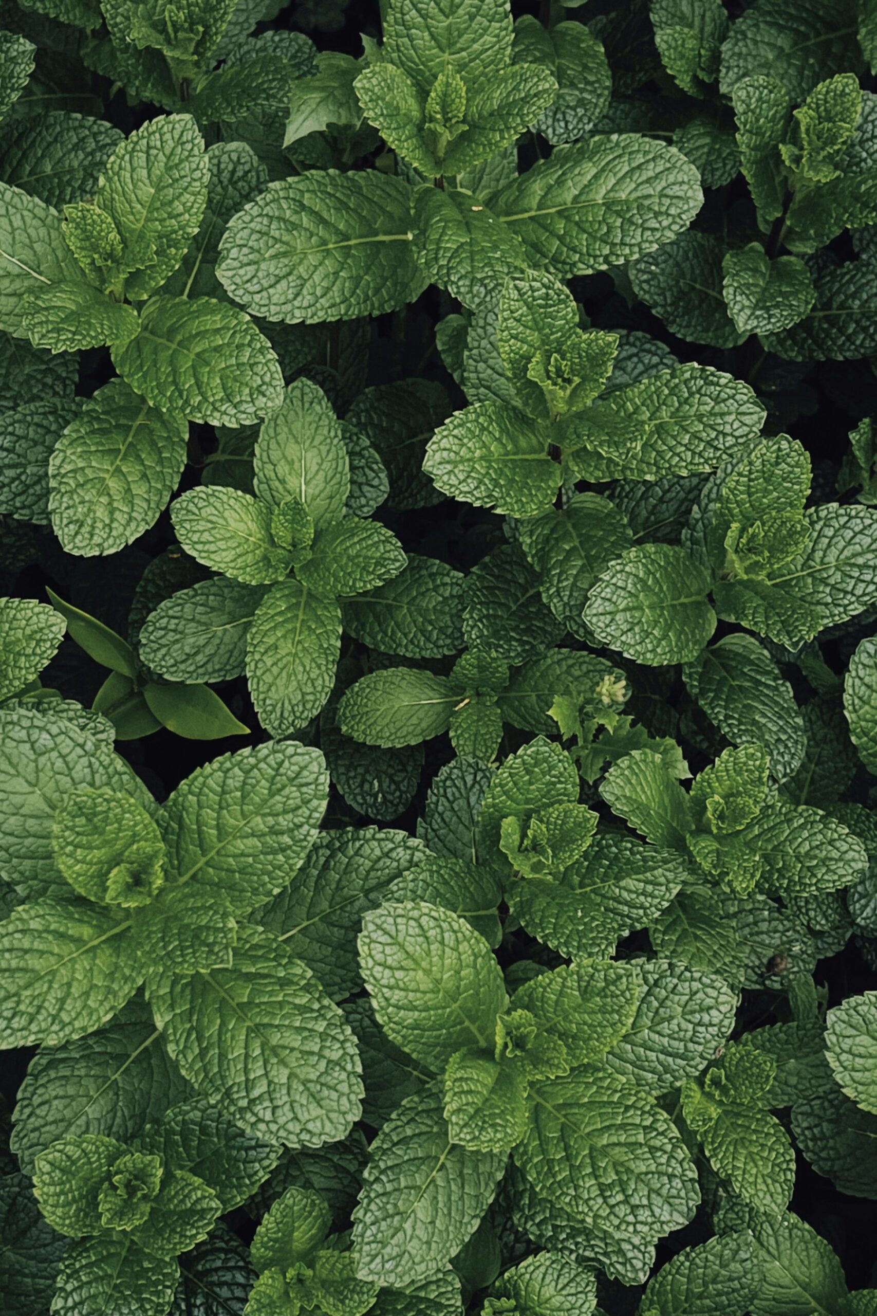 Dettaglio di foglie officinali illuminate dalla luce naturale