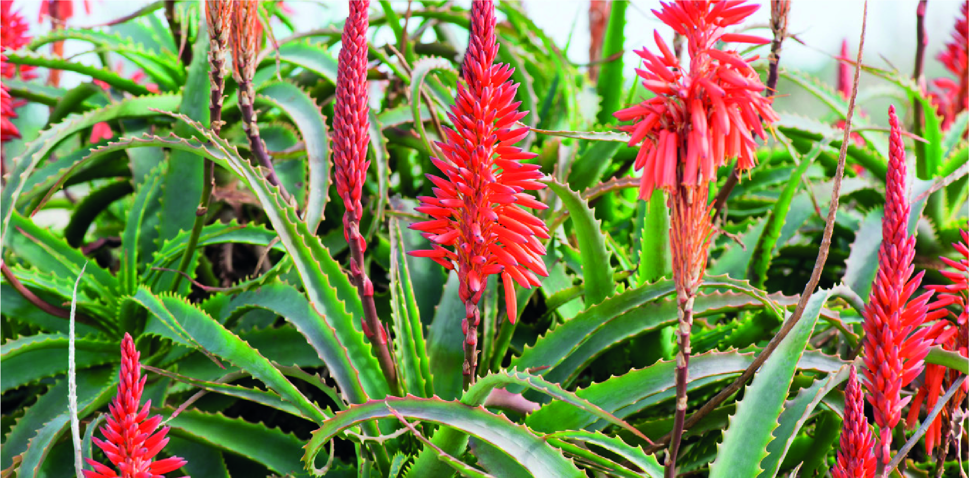Particolare di Aloe arborescens con infiorescenze