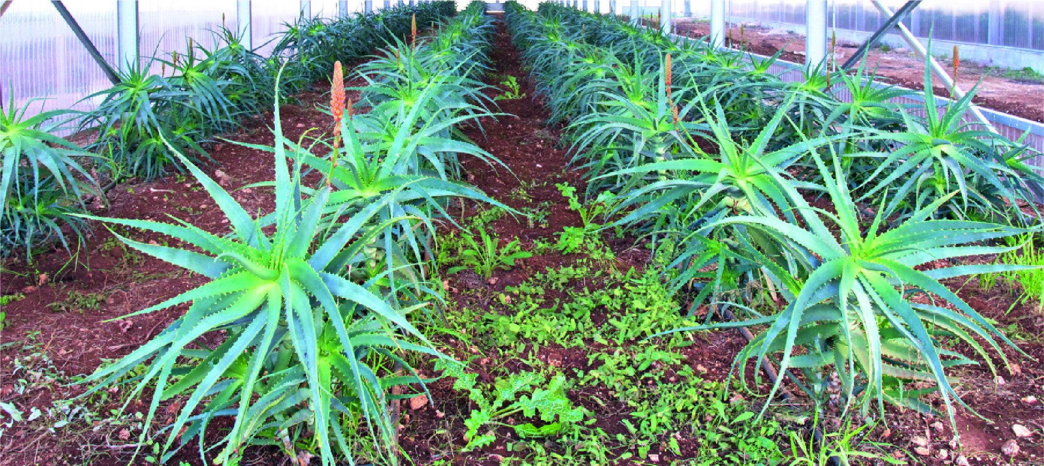 Piante di Aloe arborescens coltivate nelle serre aziendali